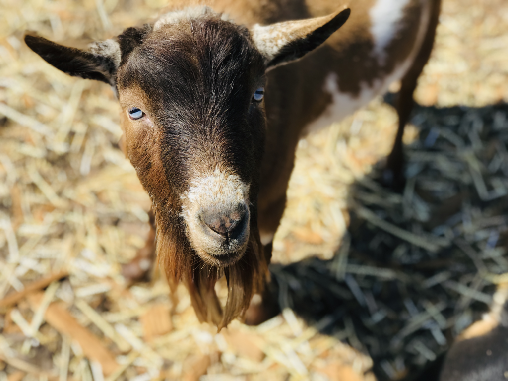 Goats for Sale in Sonoma CA
