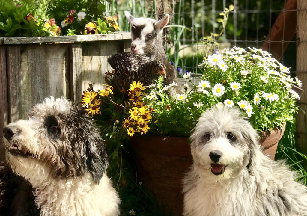Aussiedoodles and Pygmy Goats in Sonoma CA