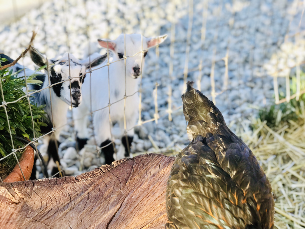 Goats in Sonoma CA